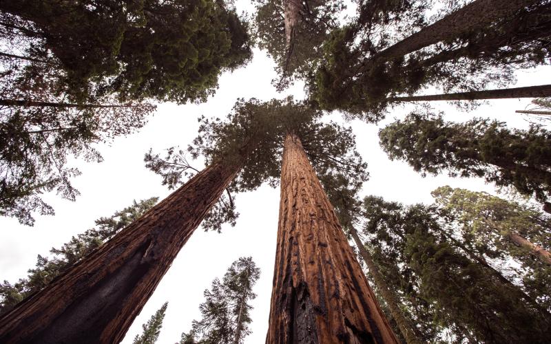 Redwood trees