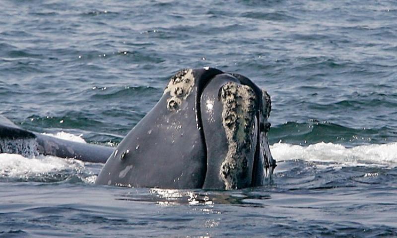 Brian Mulroney Institute of Government Fellows Lectures Presents: North Atlantic Right Whales as Policy Disruptors