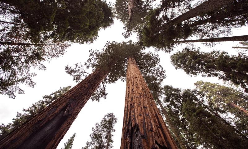 Redwood trees