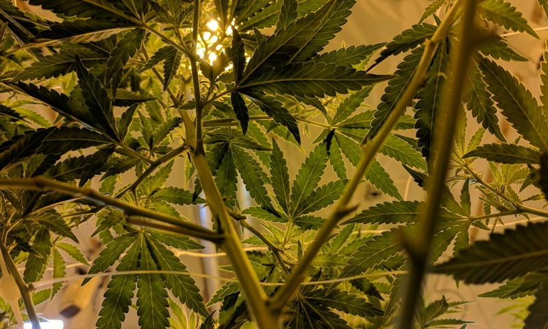 The Cannabis and Public Policy Speaker Series