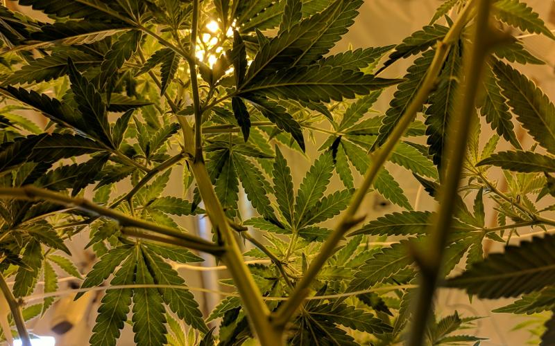 The Cannabis and Public Policy Speaker Series